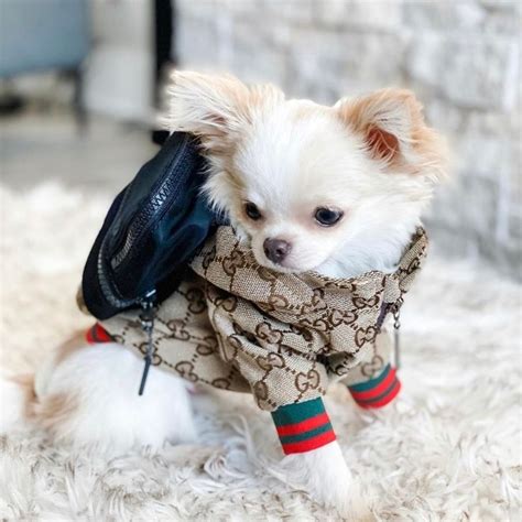 chihuahua kleding gucci|gucci dog collection.